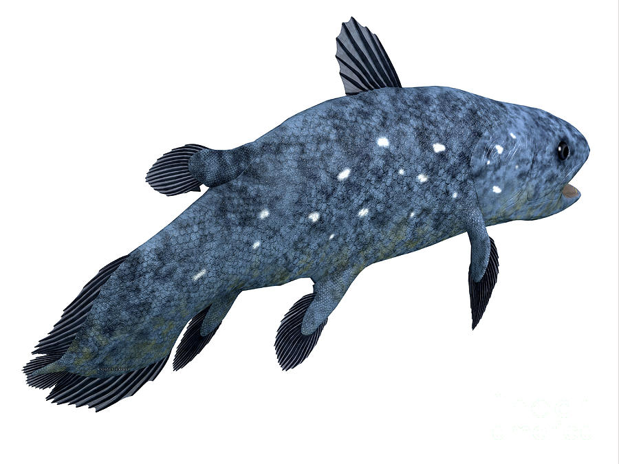 Coelacanth Fish Tail Digital Art by Corey Ford