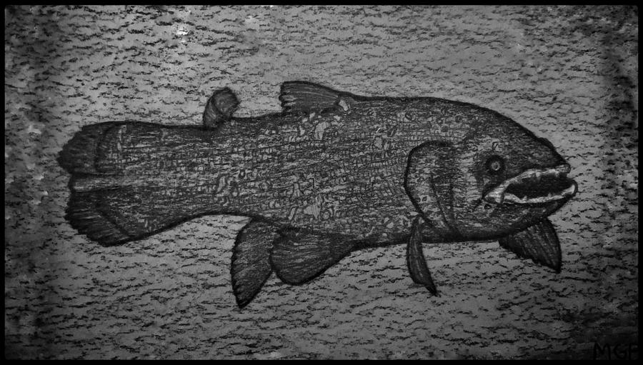 Coelacanth Portrait W/ Border Drawing