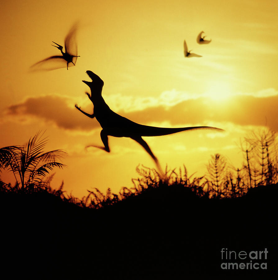 Coelurus leaping at pterosaur Photograph by Warren Photographic