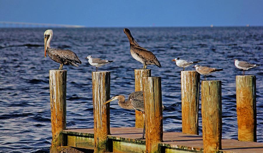 Coexisting Photograph by HH Photography of Florida