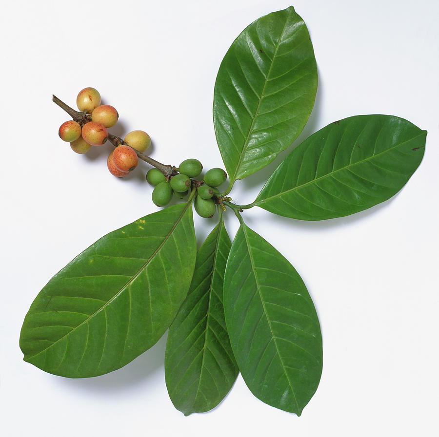 Coffea Arabica, Coffee Shrub, Stem by Neil Fletcher & Matthew Ward