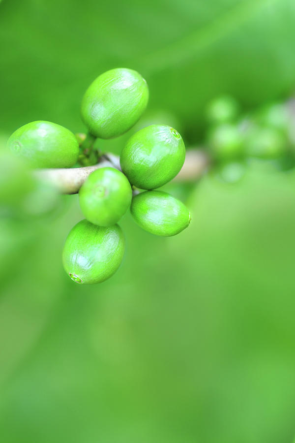 Coffee Beans Photograph by Chictype
