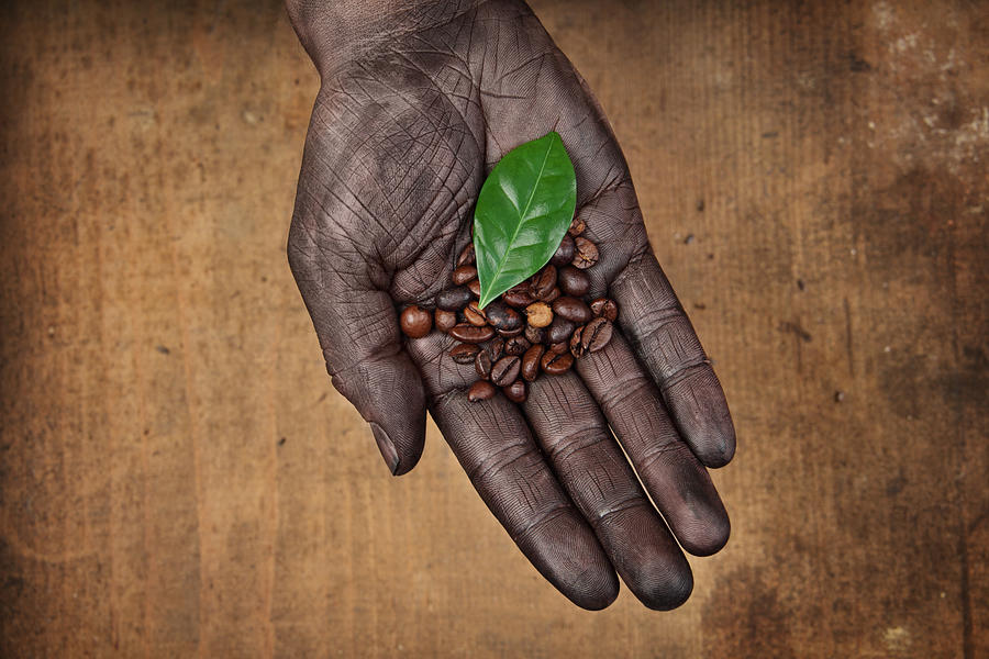 Coffee Beans In Human Hand Photograph by Narvikk