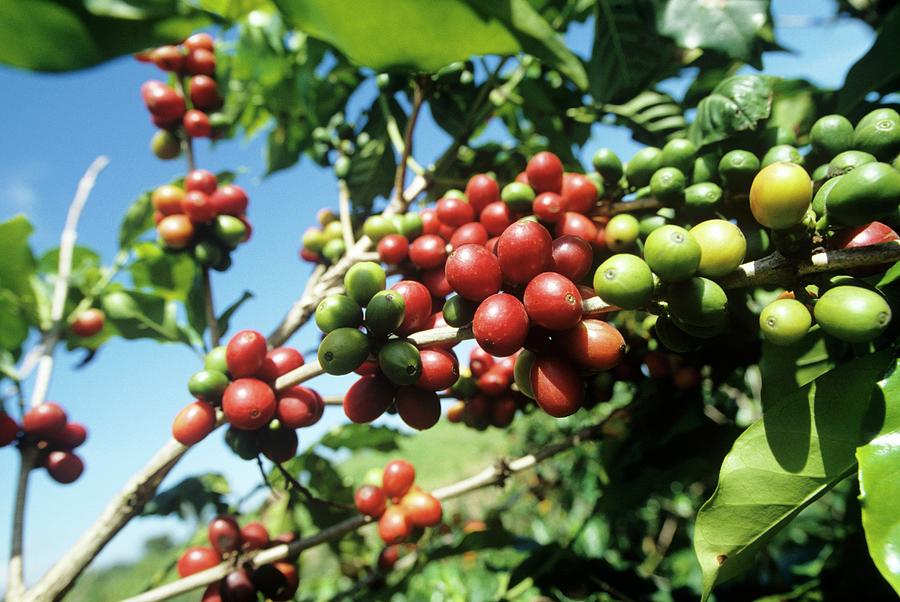 Coffee Beans On A Bush Photograph by Paul Poplis