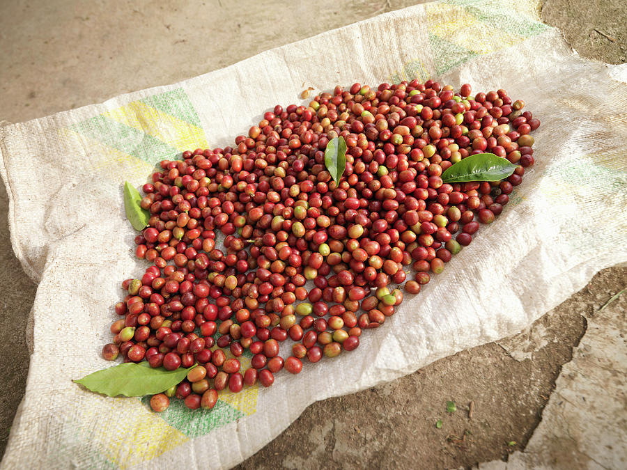 Coffee Beans On Sack Photograph by Monty Rakusen