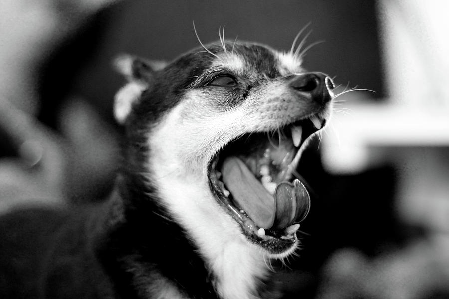 Coffee - Big YAWN in black and white Photograph by Angela Emanuelsson