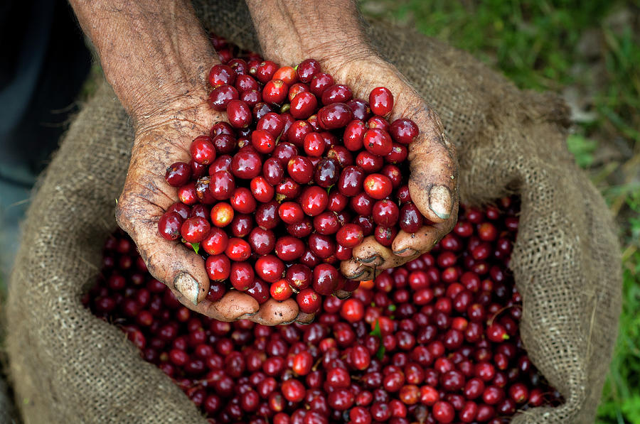 Coffee Cherries, El Salvador Photograph by John Coletti