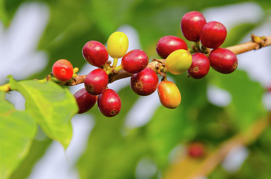 Coffee Cherries On A  Branch, Kona Photograph by Birdimages