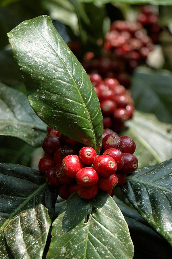 Coffee Growing On A Coffee Plant Photograph by Photograph © Ulrike Henkys