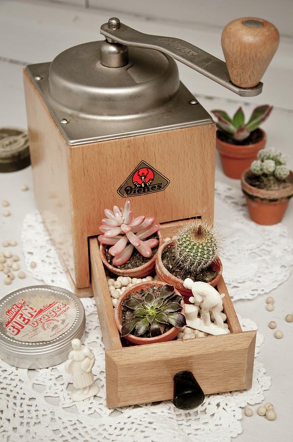 Coffee Mill With Cacti And Succulents In Open Drawer Photograph by Cornelia Weber
