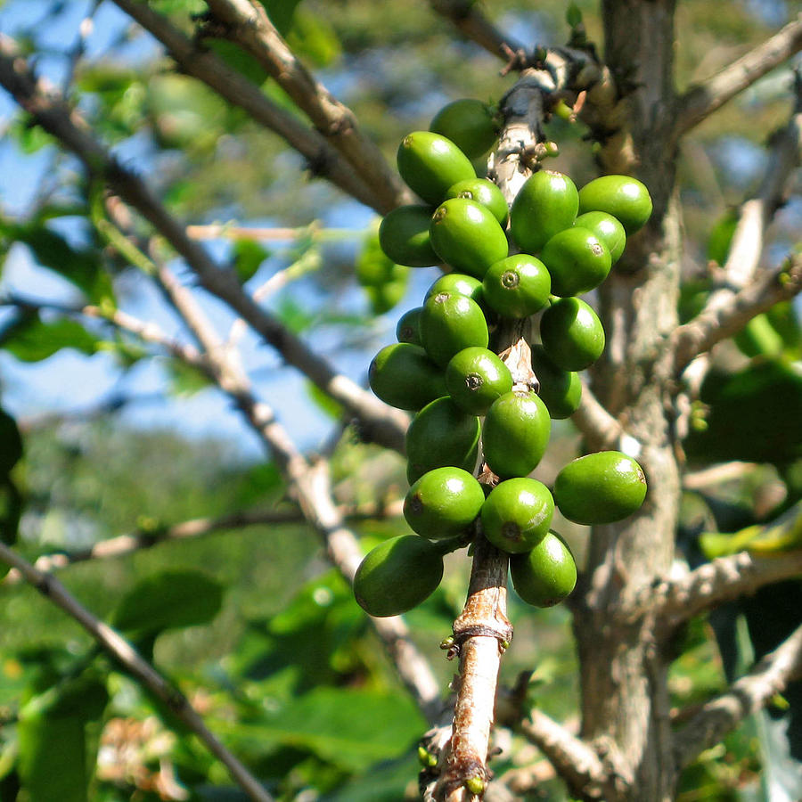 Coffee Plant Berries Photograph by Jasons Travel Photography
