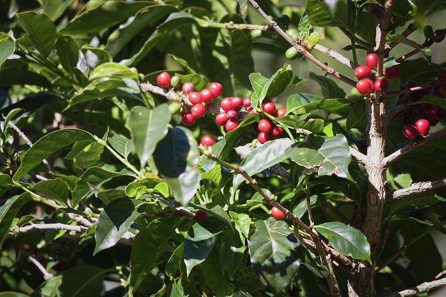 Coffee plant in Boquete, Panama by Tatiana Travelways Coffee plant in Boquete, Panama by Tatiana Travelways