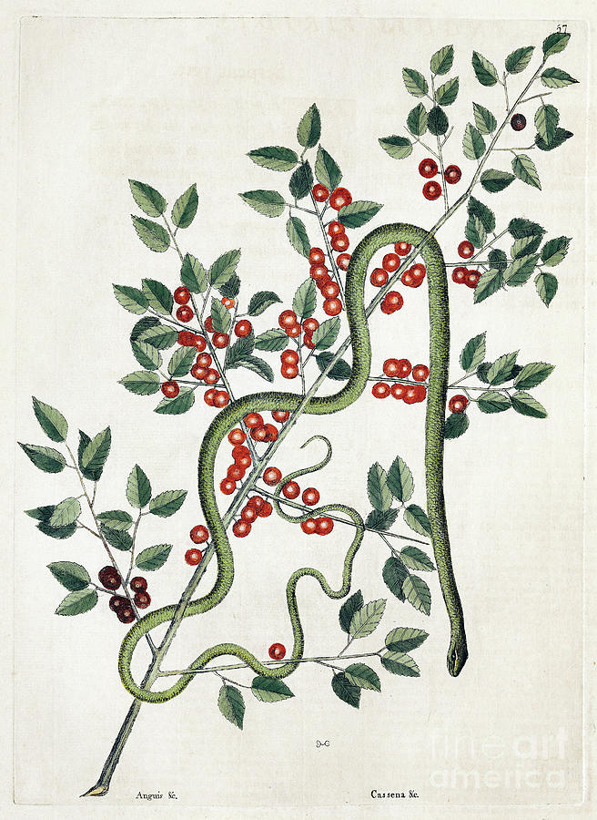 Coffee Plant With Green Snake Photograph by Library Of Congress/science Photo Library