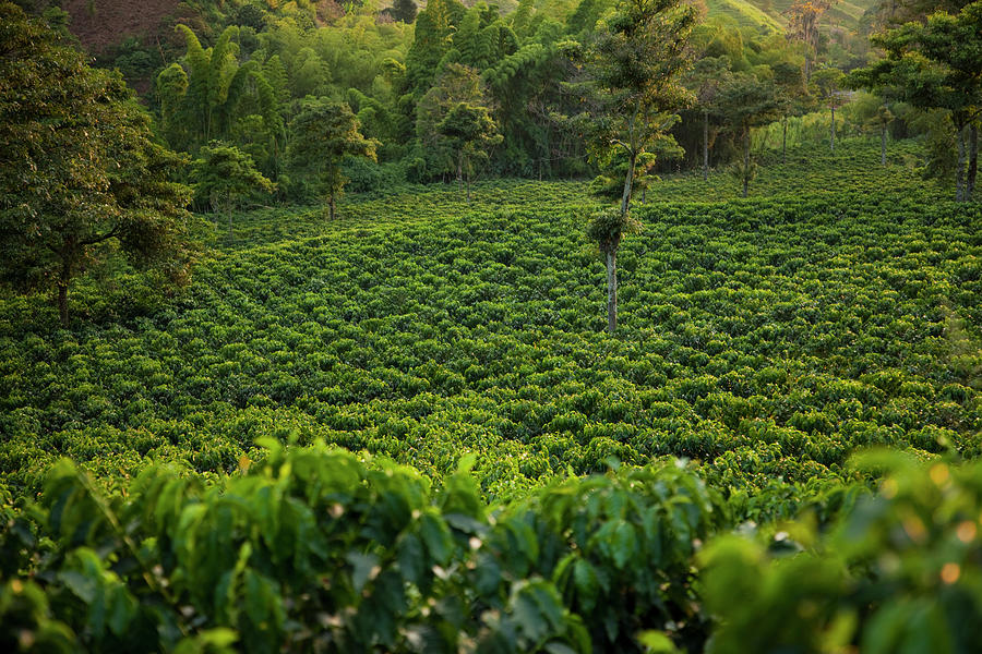 Coffee Plantation In Evening Light Photograph by Picturegarden