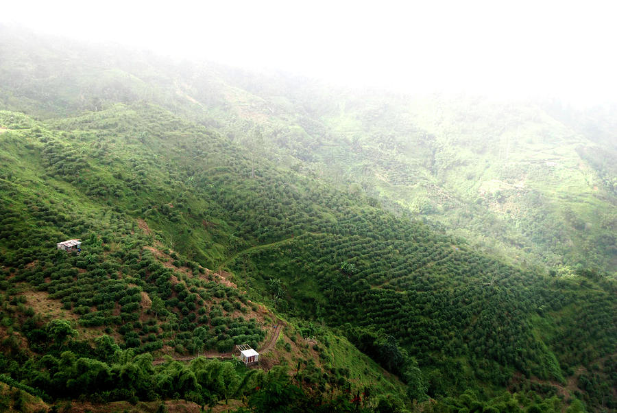 Coffee Plantation In Jamaica Photograph by © Rick Elkins