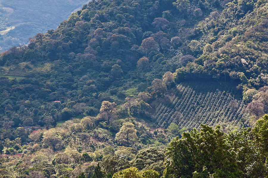 Coffee plantation in Panama by Tatiana Travelways Coffee plantation in Panama by Tatiana Travelways