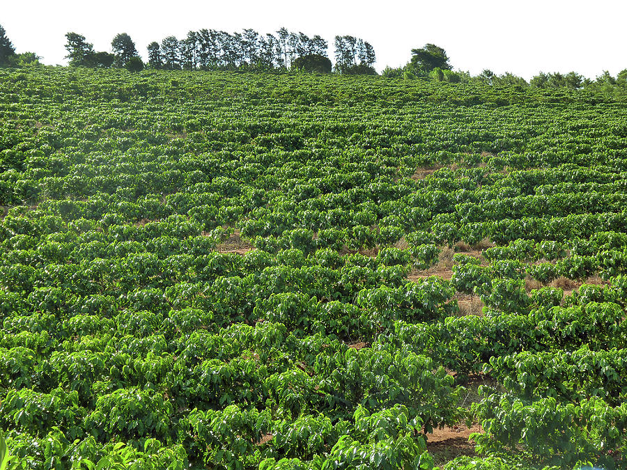 Coffee Plantation In Sabaudia, Parana Photograph by Www.laeti.com.br