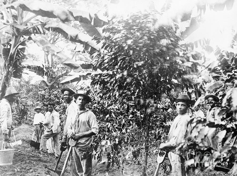 Coffee Plantation Workers Photograph by Bettmann