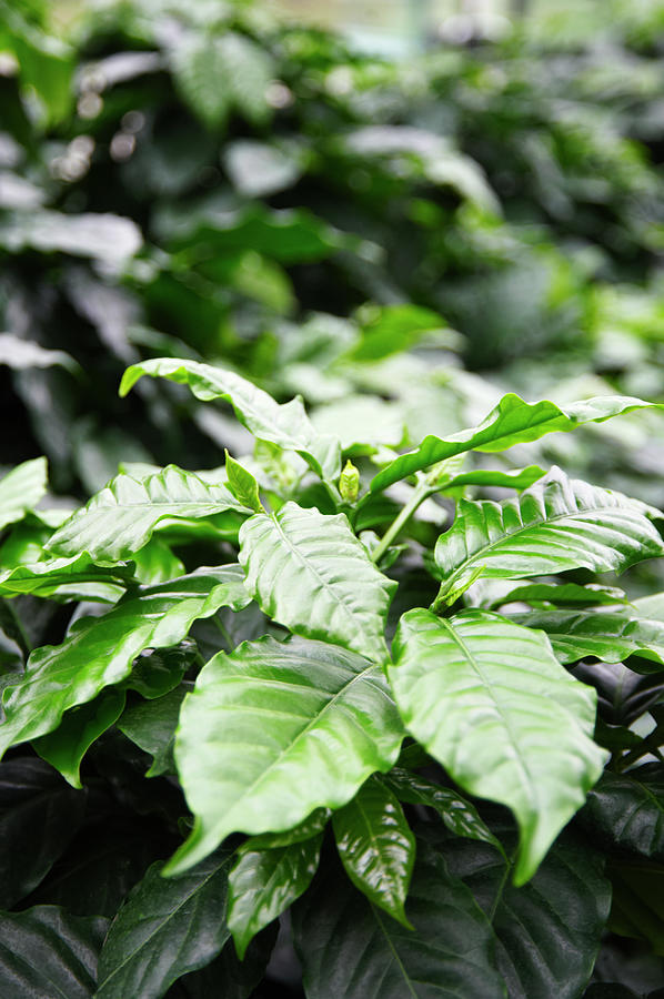 Coffee Plants Coffea Arabica, Close-up Photograph by Liz Whitaker