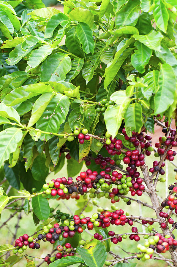 Coffee Tree, Coffea Arabica, Berries Photograph by Nnehring