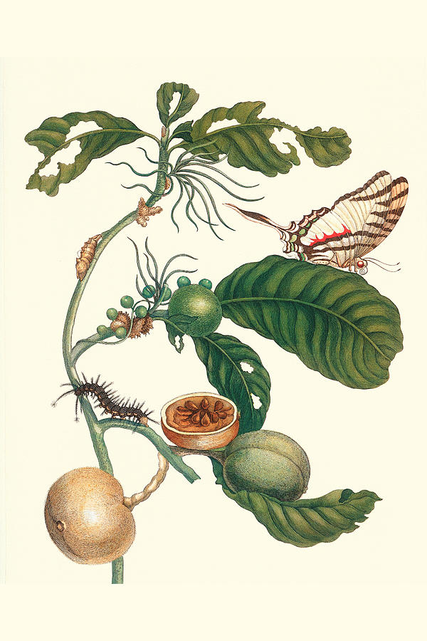Coffee Tree leaf with a Glaucolaus Kite Swallowtail Butterfly Painting by Maria Sibylla Merian
