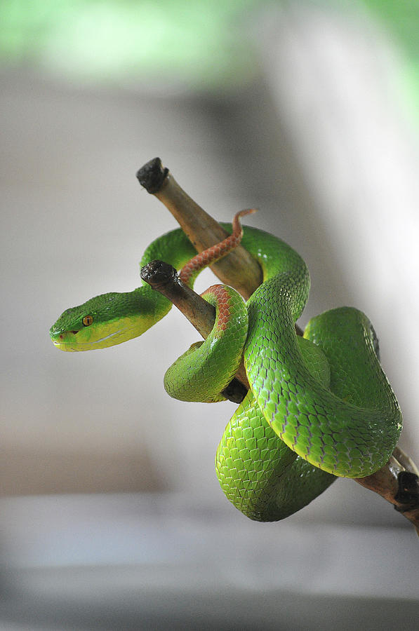 Coiled Pit Viper Snake On Bamboo Stick Photograph by Oliver J Davis Photography