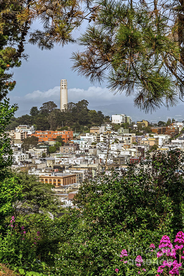 Coit Tower Through Trees Photograph by Kate Brown