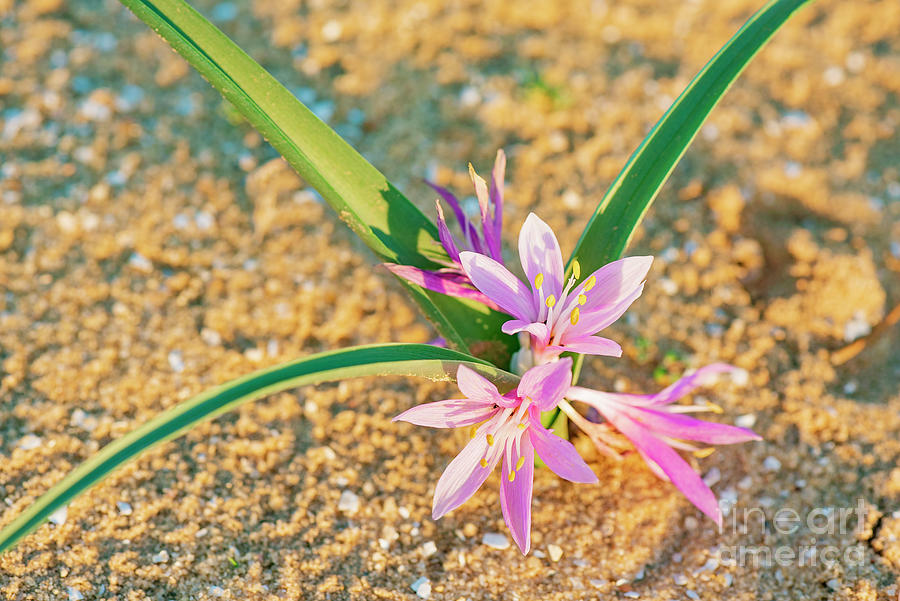 Colchicum Ritchi Photograph by Benny Woodoo