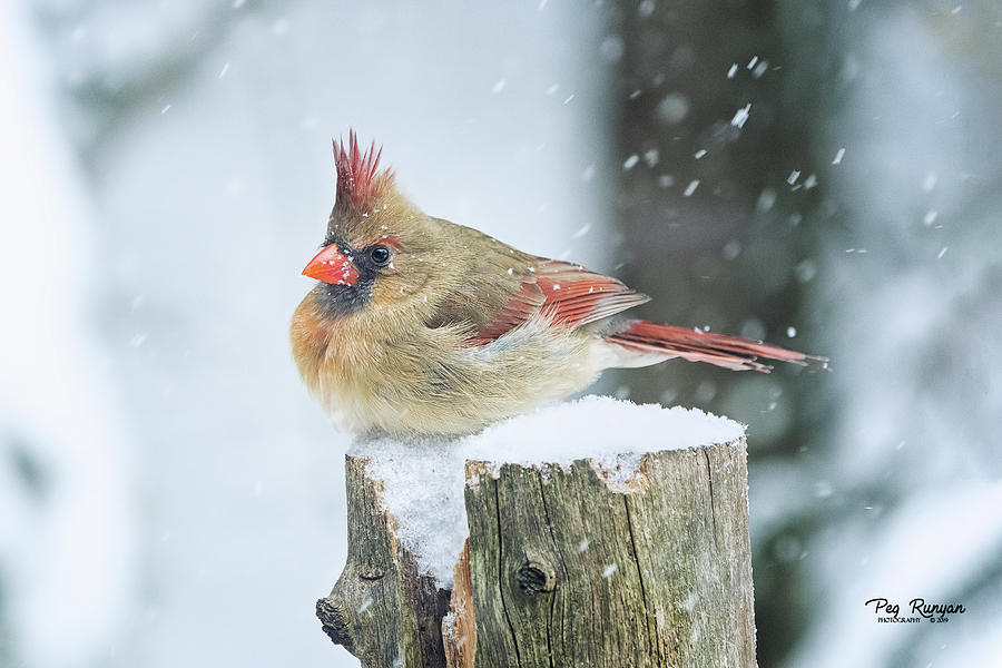 Cold Cardinal Photograph by Peg Runyan