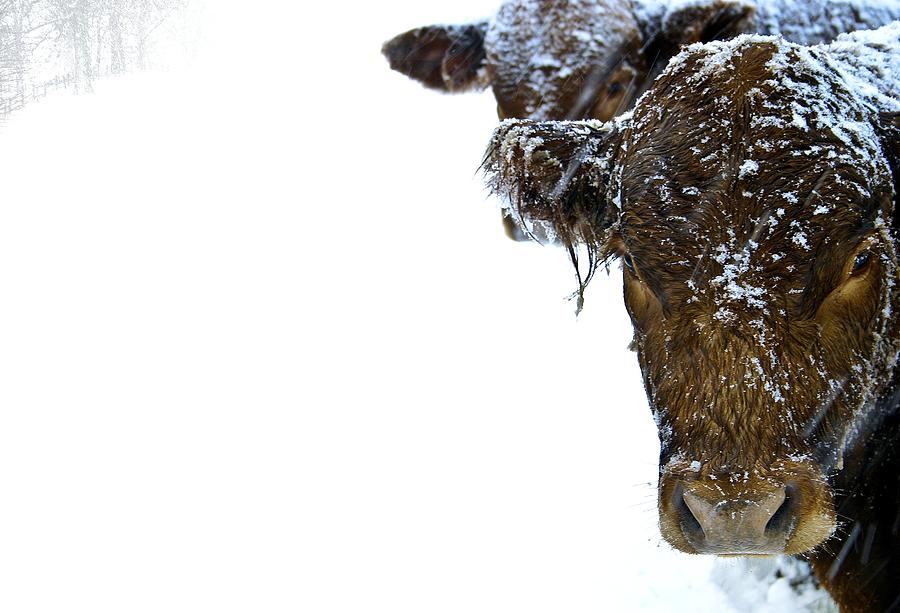 Cold Cows Photograph by Photo By Alan Shapiro
