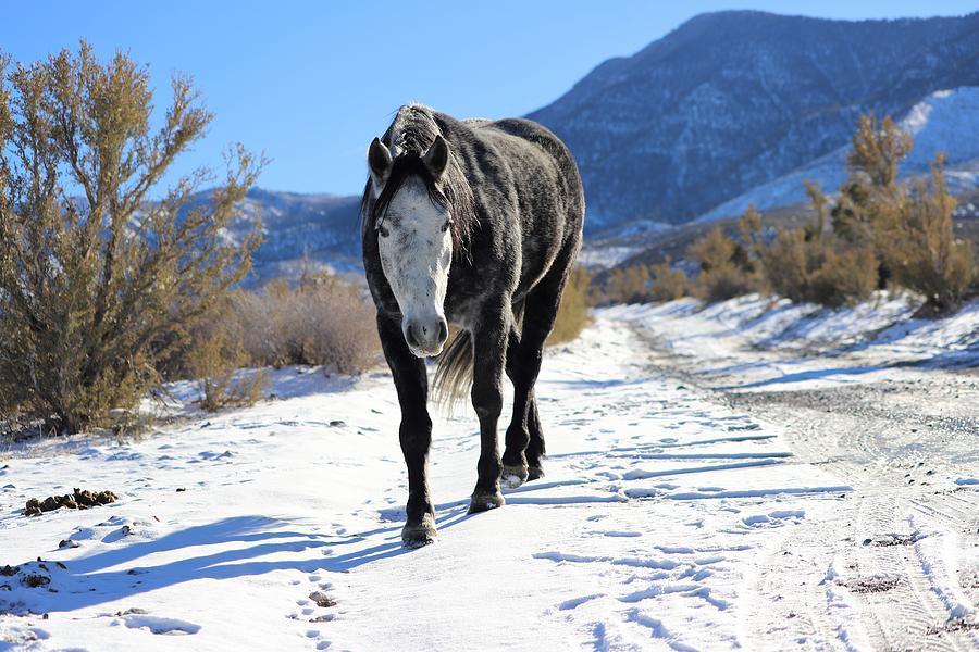 Cold Creek Mustang Photograph by Maria Jansson