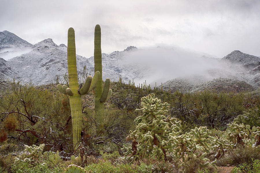 Cold Desert Winter in Arizona Photograph by Dave Dilli