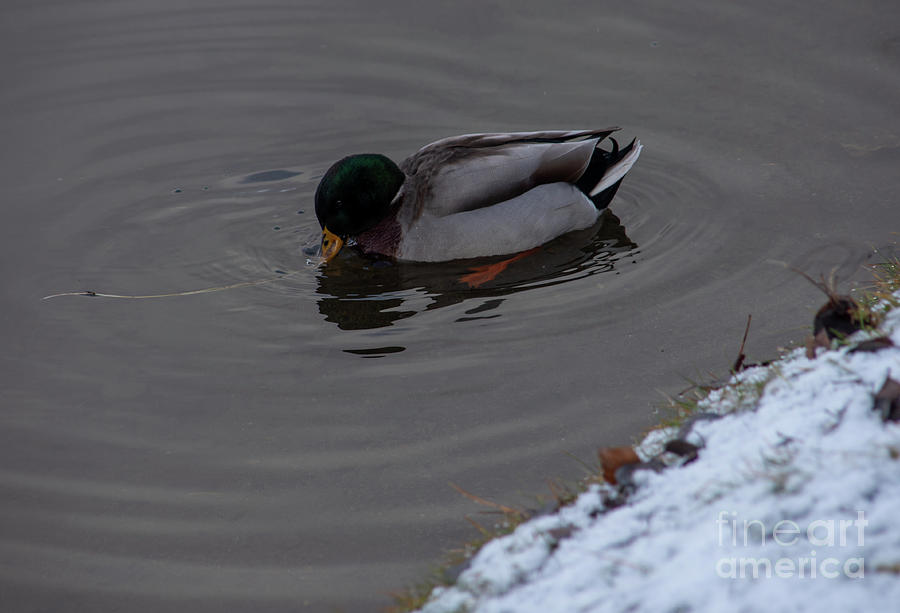 Cold Duck Photograph by Matthew Nelson