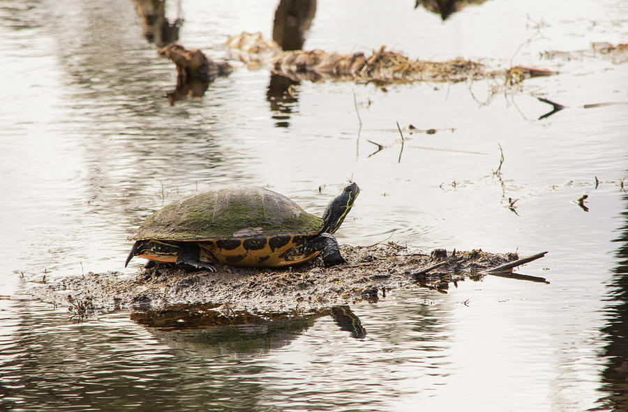 Turtle Photograph - Cold For Cooters by William Tasker