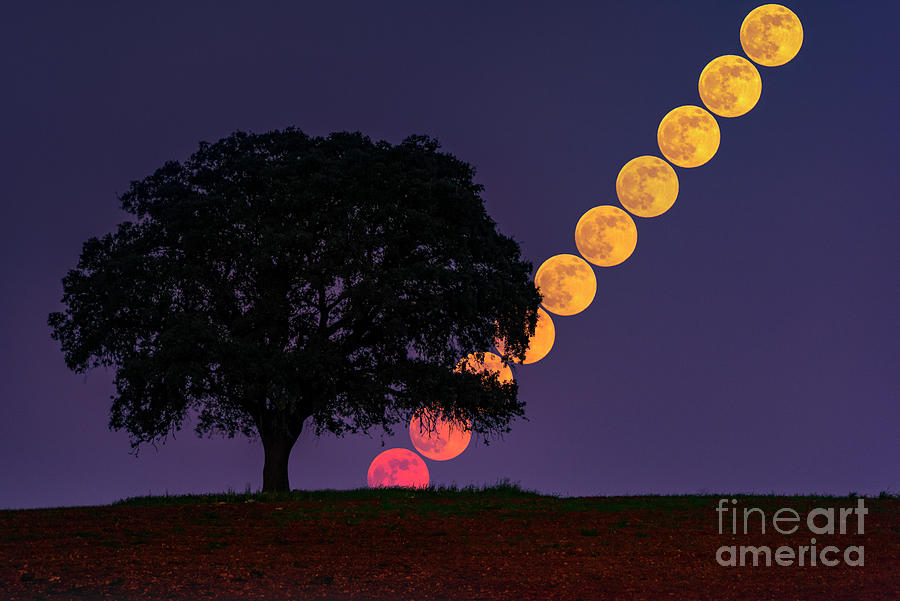 Cold Moon Rising Behind A Tree Photograph by Miguel Claro/science Photo Library