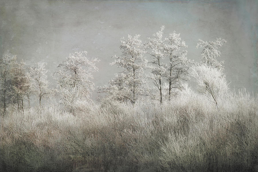 Cold Morning Photograph by Nel Talen