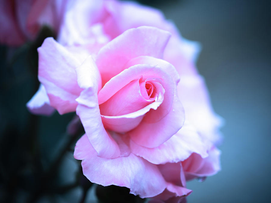 Cold Roses 1.1 Photograph by Yuka Kato