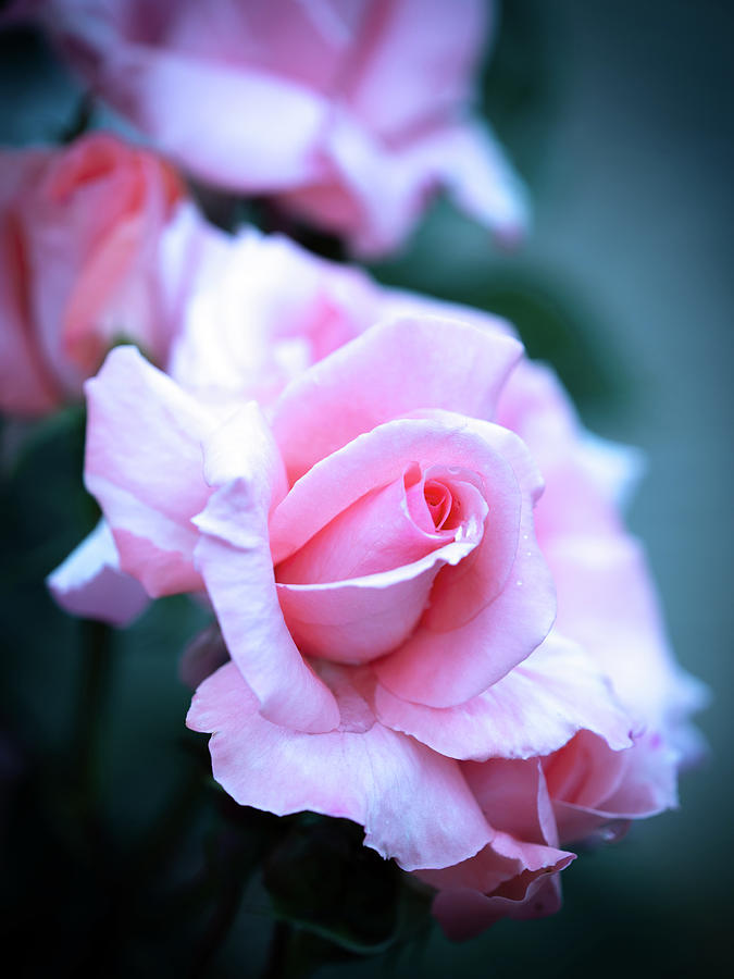 Cold Roses 1.2 Photograph by Yuka Kato