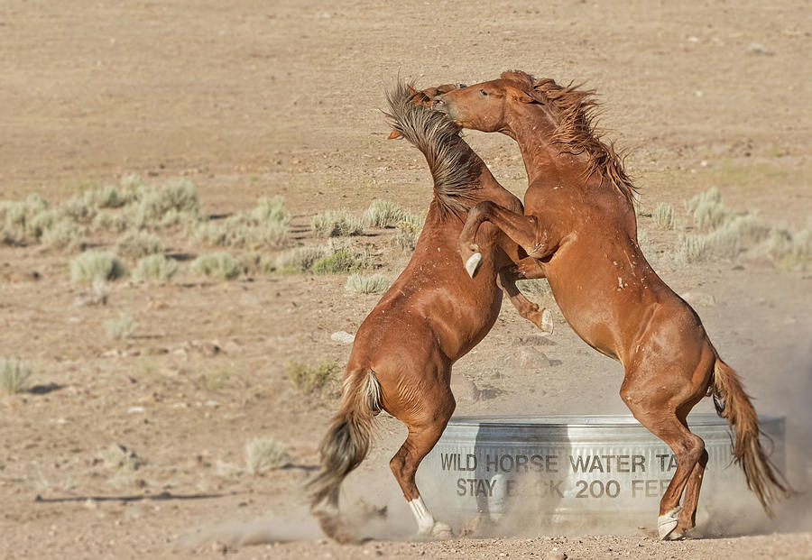 Wild Photograph - Cold Water Morning Fight by Dennis Bolton Wild Photograph - Cold Water Morning Fight by Dennis Bolton