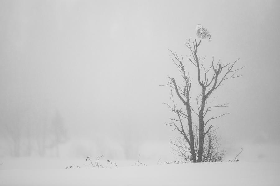 Cold White Photograph by Alessandro Catta