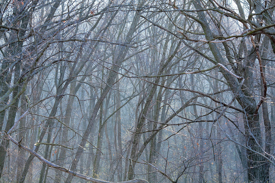 Cold Winter Forest Photograph by Todd Klassy