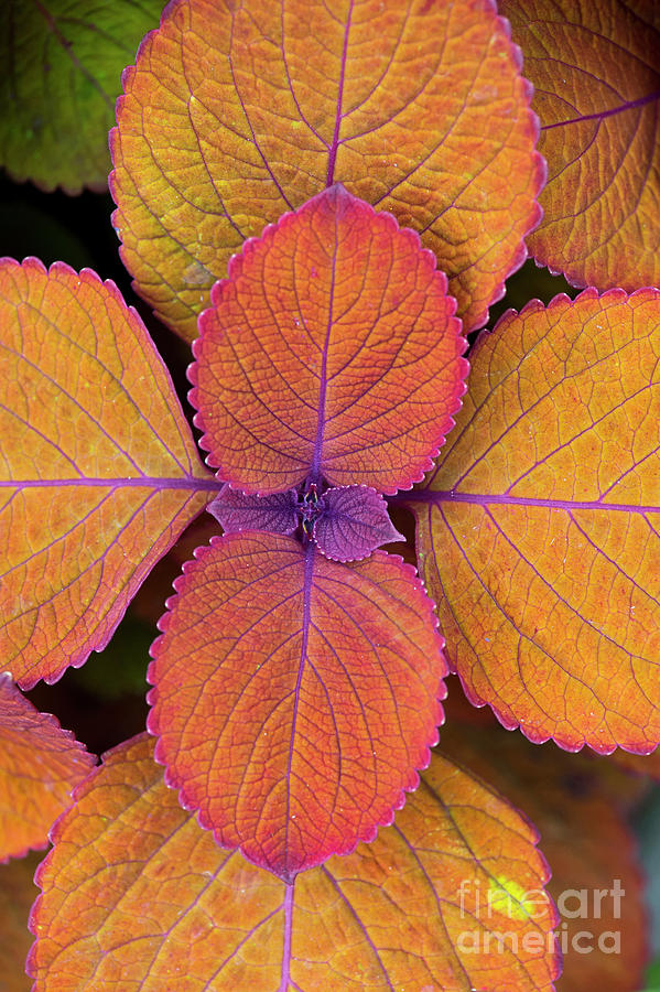 Coleus Campfire Leaves  Photograph by Tim Gainey