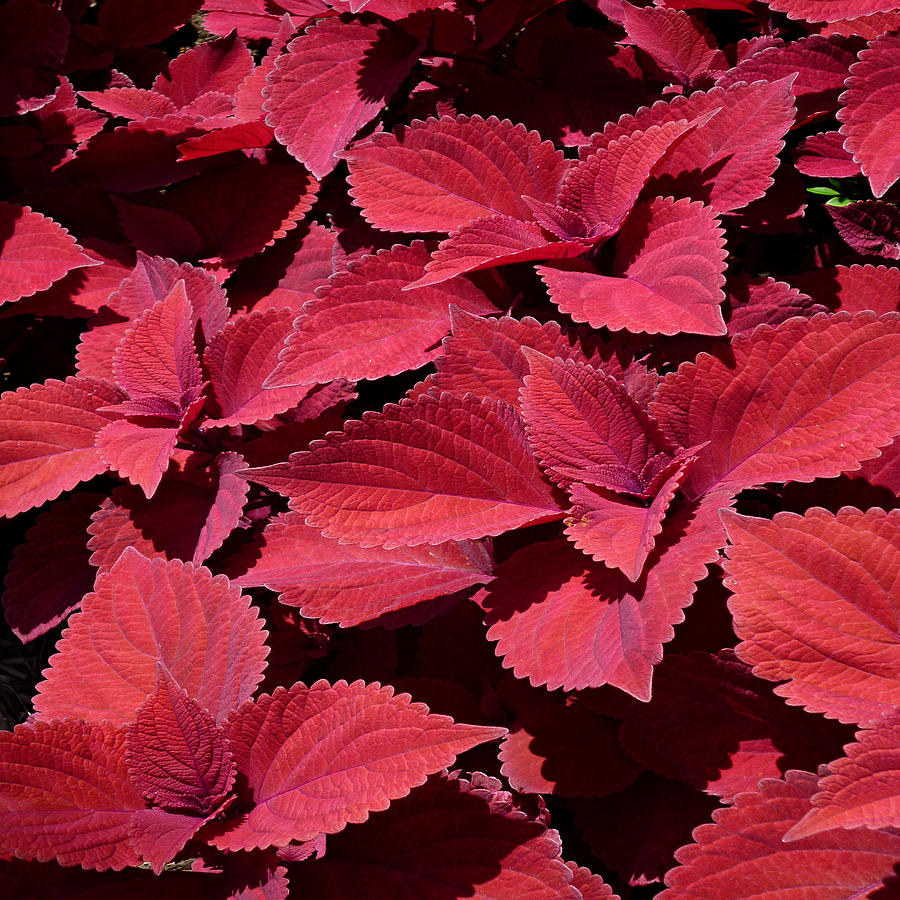 Coleus Close-up Squared by Michael McBrayer Coleus Close-up Squared by Michael McBrayer