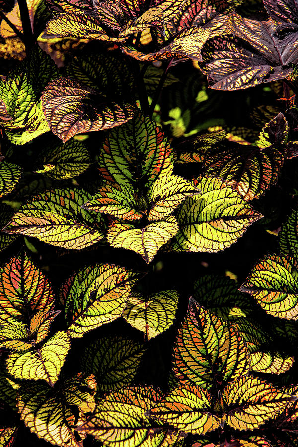 Coleus Plant Leaves Photograph by Dan Carmichael