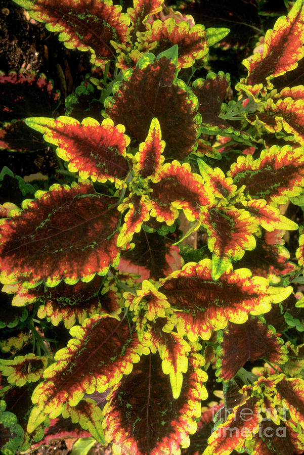 Nature Photograph - Coleus Wizard Mix. by Sally Mccrae Kuyper/science Photo Library