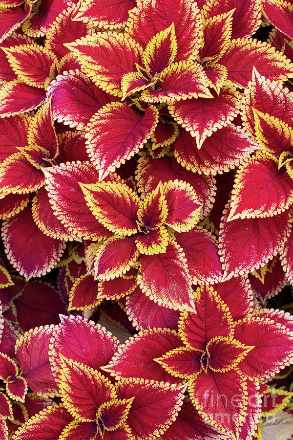 Coleus Wizard Scarlet Photograph by Tim Gainey