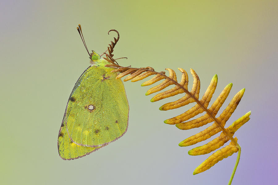 Nature Photograph - Colias On The Fishbone by Massimo Chiodini