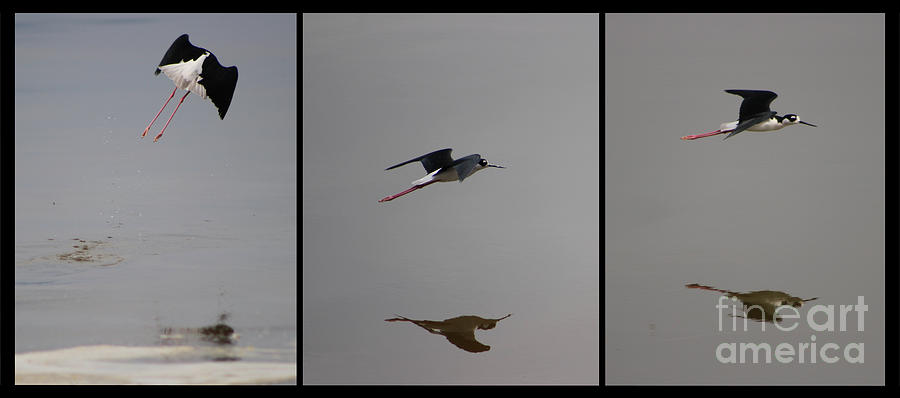 Nature Photograph - Collage of Black Neck Stilt taking flight at North Shore Salton Sea by Colleen Cornelius