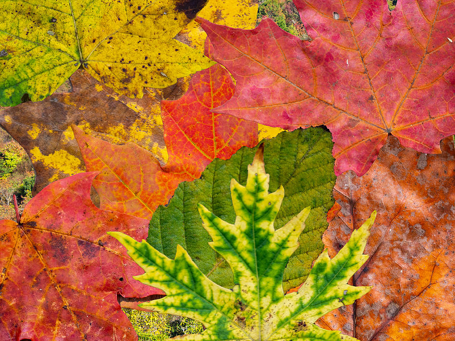 Collage of Leaves from My Back Yard Digital Art by L Bosco