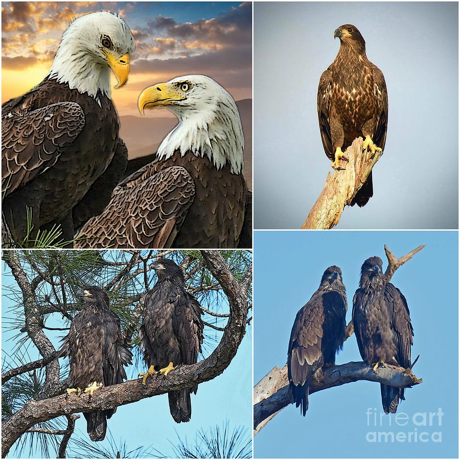 Collage of SWFL Eagle  Photograph by Liz Grindstaff